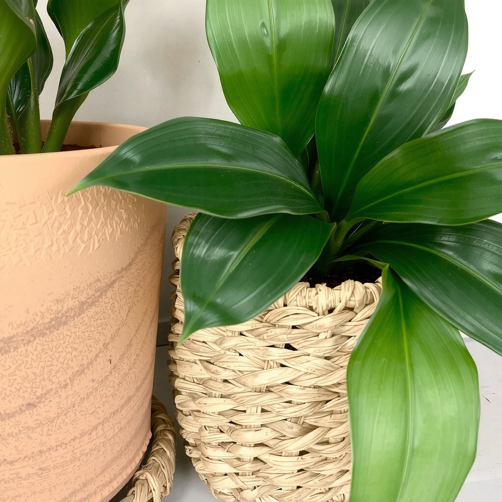 Close up of textured pots and glossy leaves