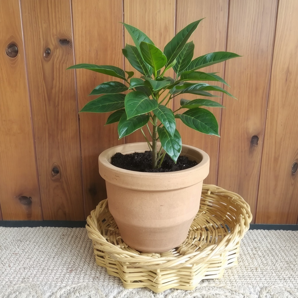 A plant in a terracotta planter on a woven basket
