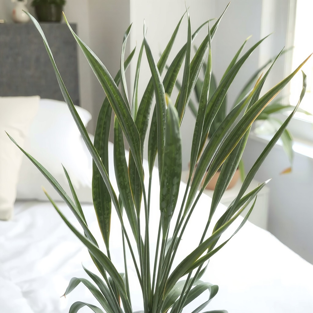 Dracaena Plant in a bedroom