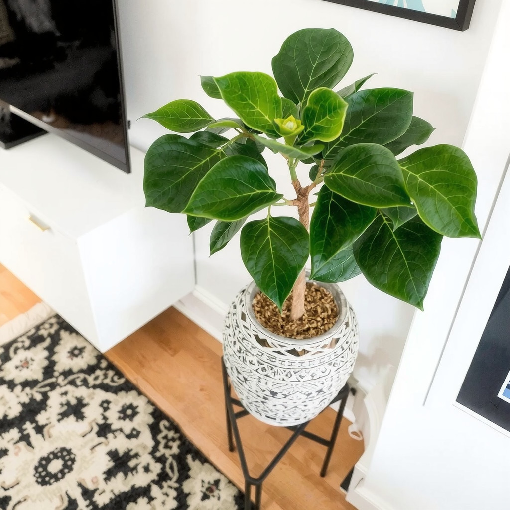 Fiddle leaf fig tree