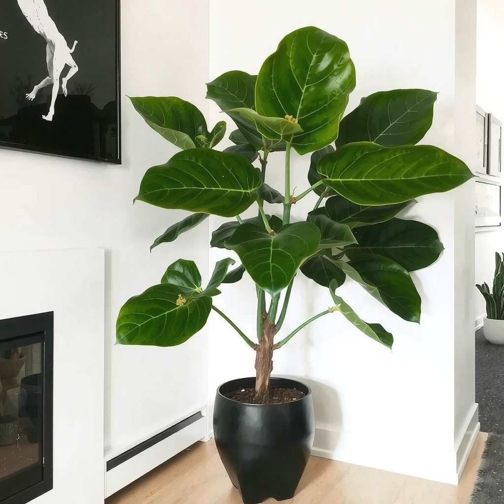 Fiddle Leaf Fig