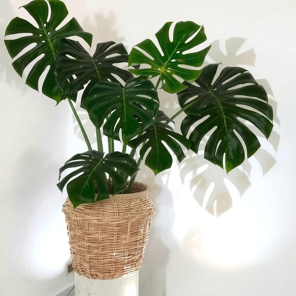 Plant illuminated by an uplight