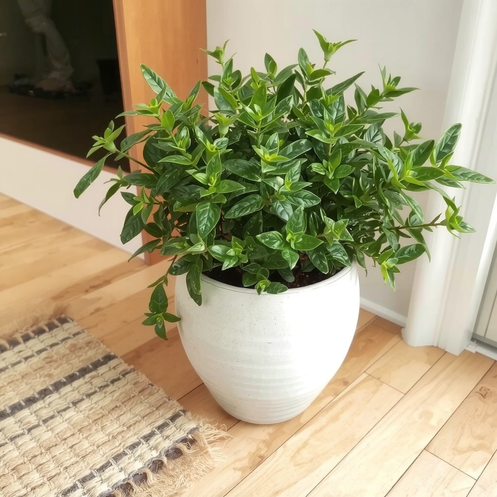 ZZ plant in a ceramic pot