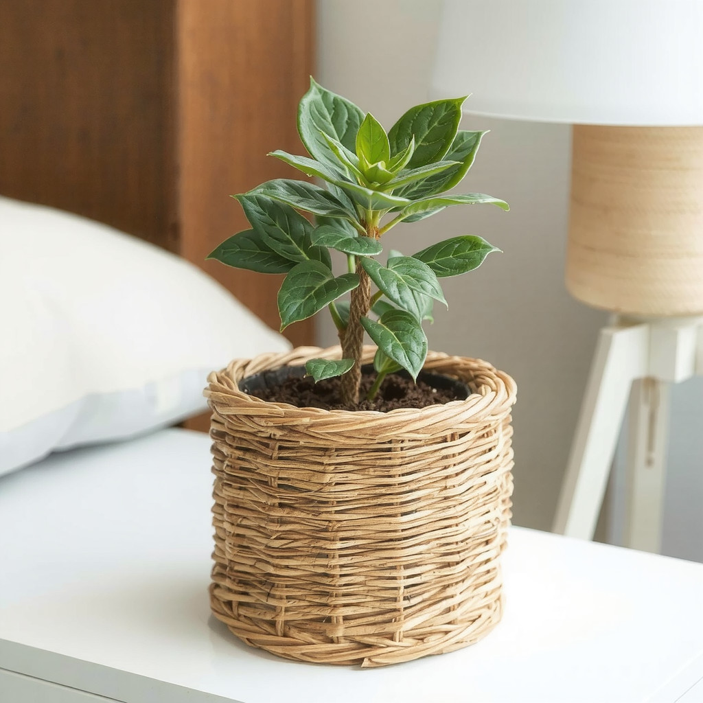 Wicker planter on a bedside table