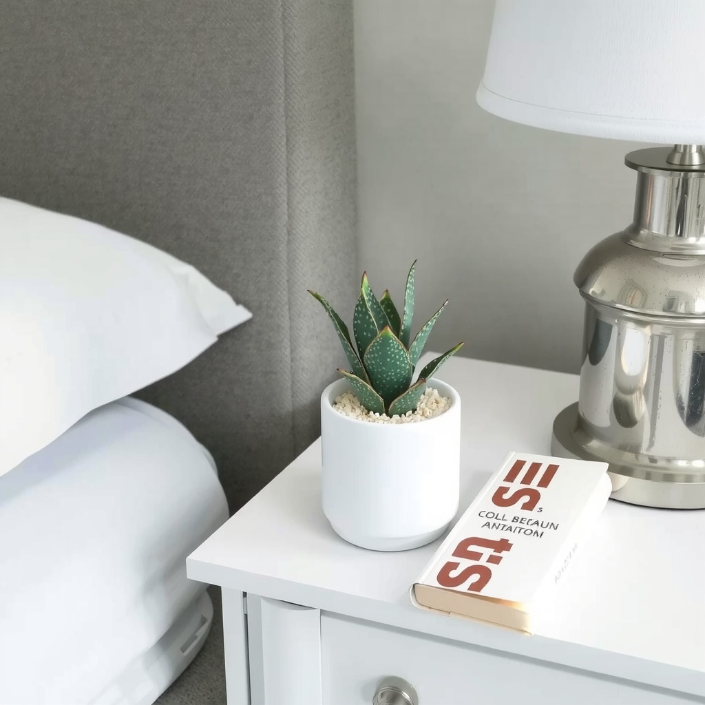 Low Maintenance Indoor Plants for Bedroom