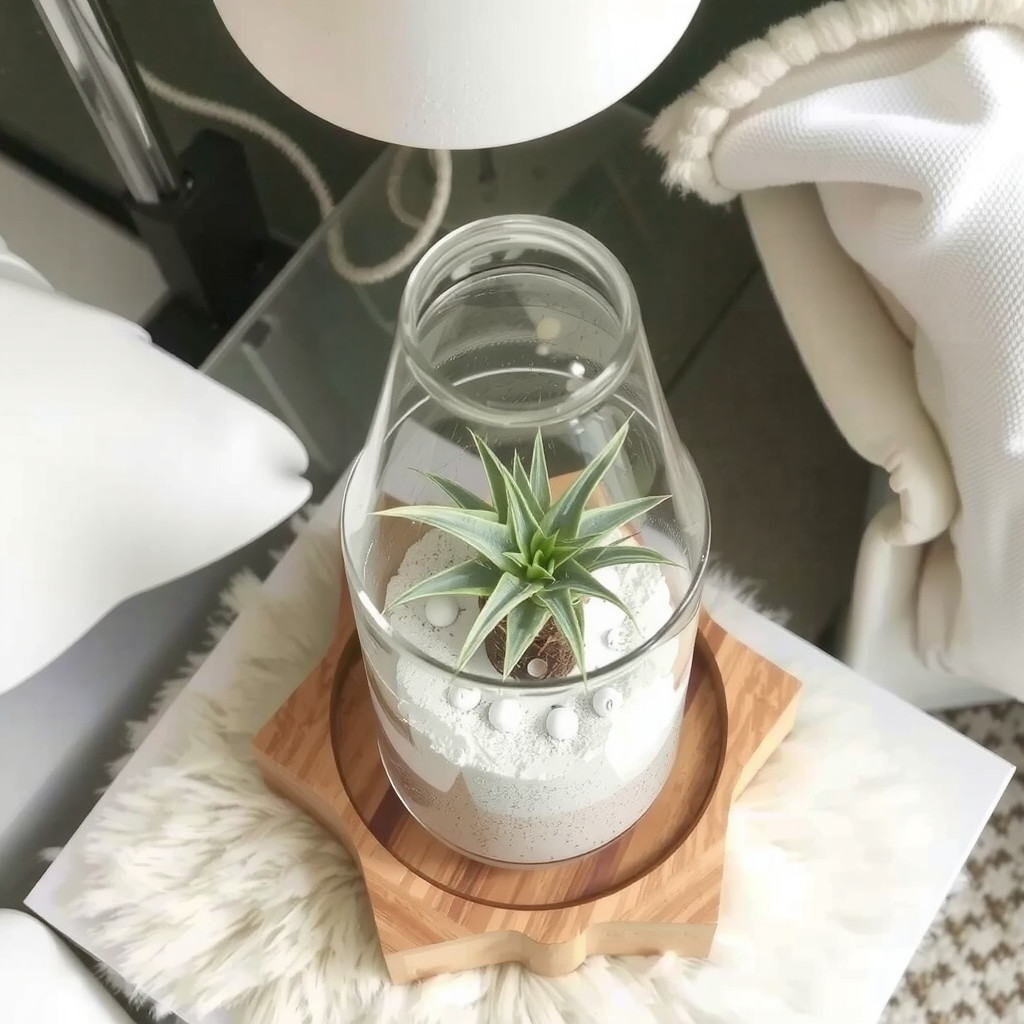 Dracaena plant in a bedroom