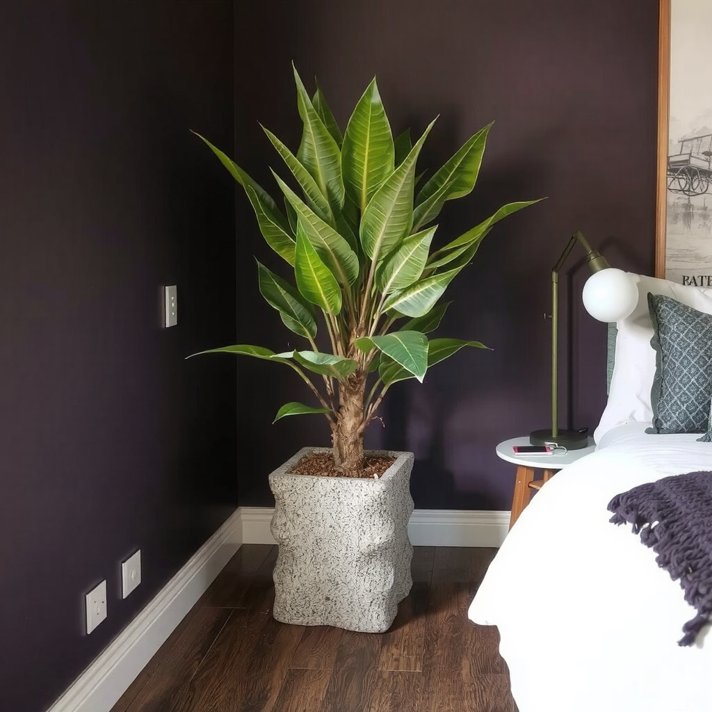 A large rubber tree plant in a woven basket placed in the corner of a room with deep navy walls
