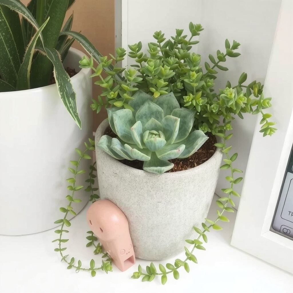 Low-maintenance plants