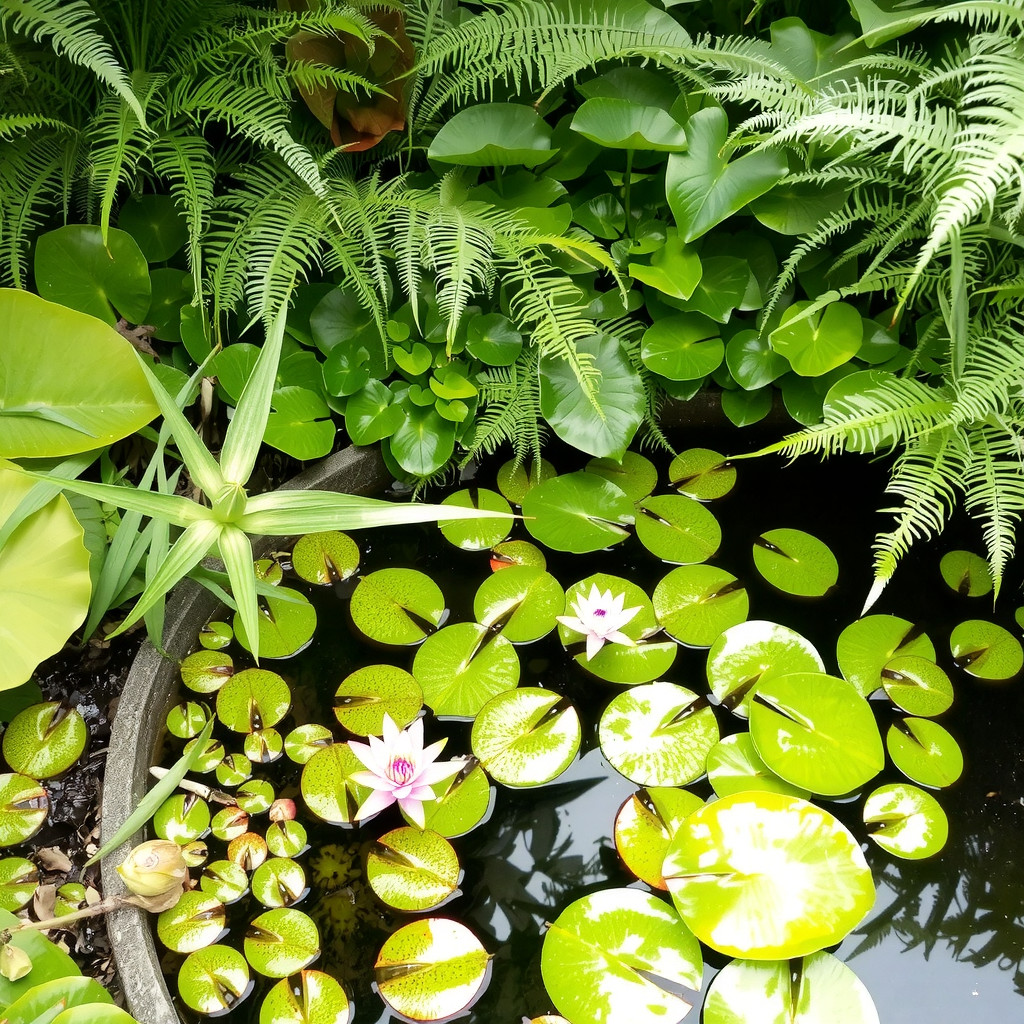 Lush ferns and hostas around a garden pond